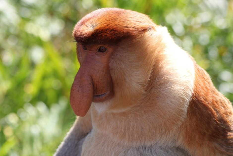 Добавочный нос, или хоботок (proboscis),