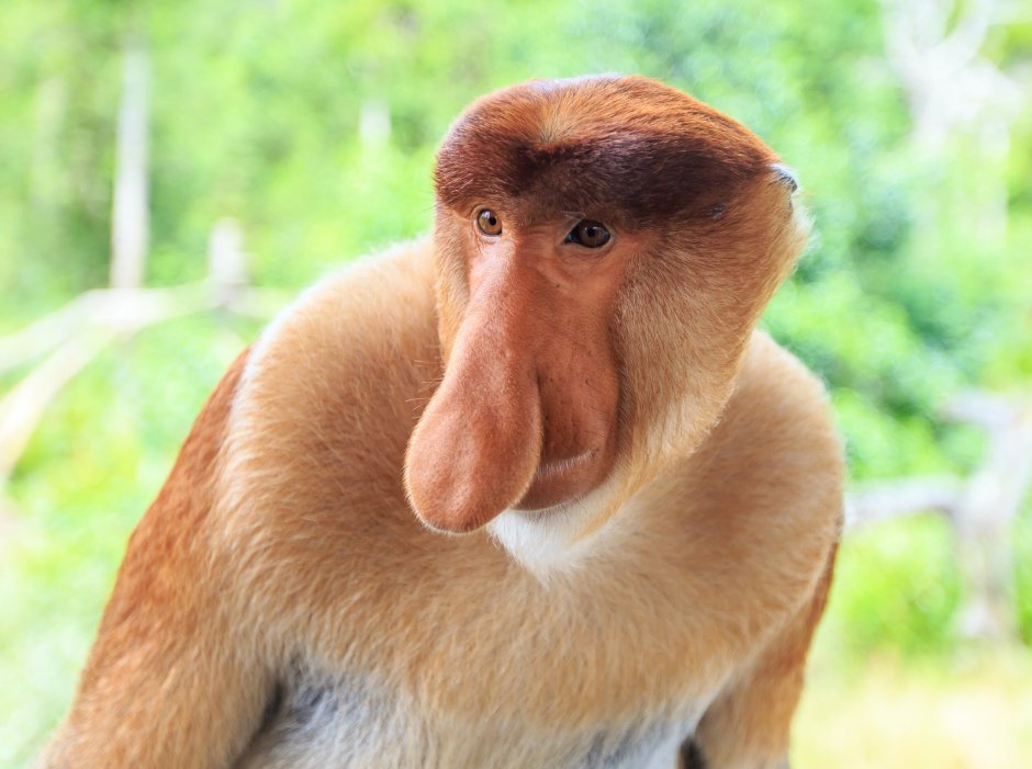 Обезьяна Леша