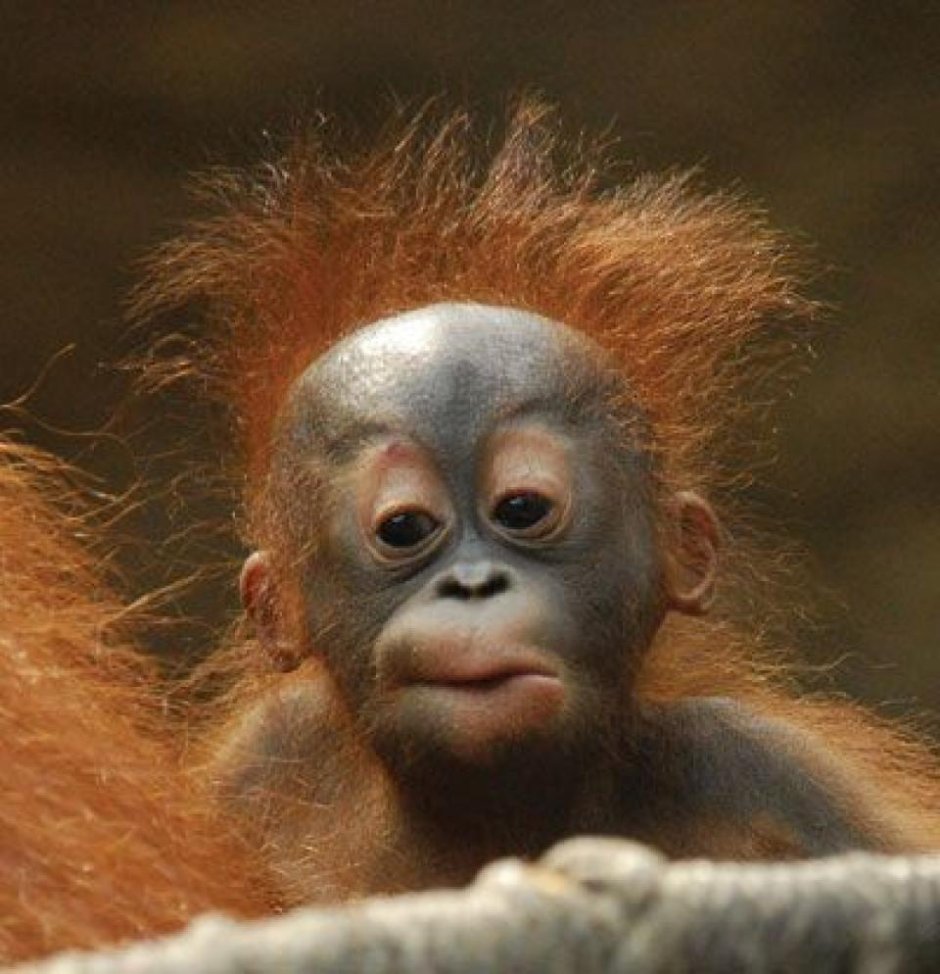 Рыжие обезьянки