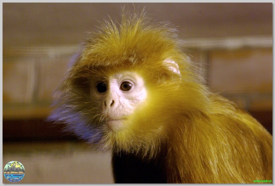 Рыжая маупа