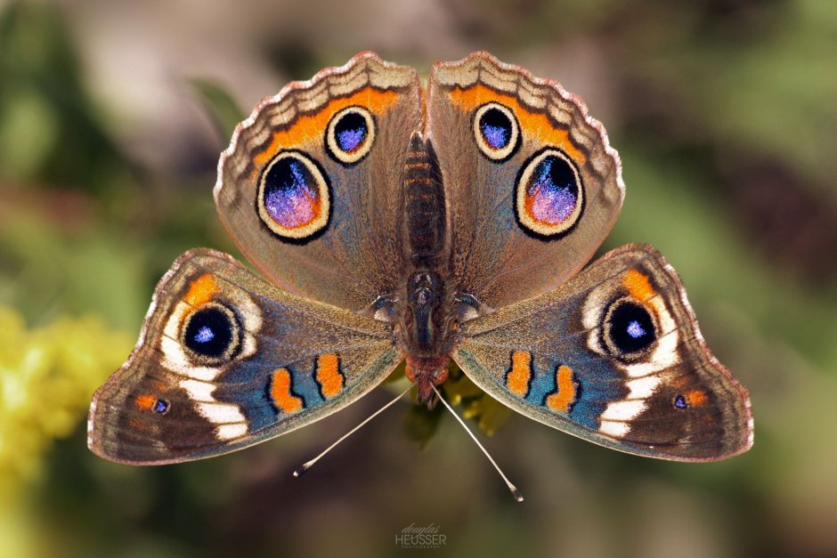 Бабочка Junonia coenia голубая