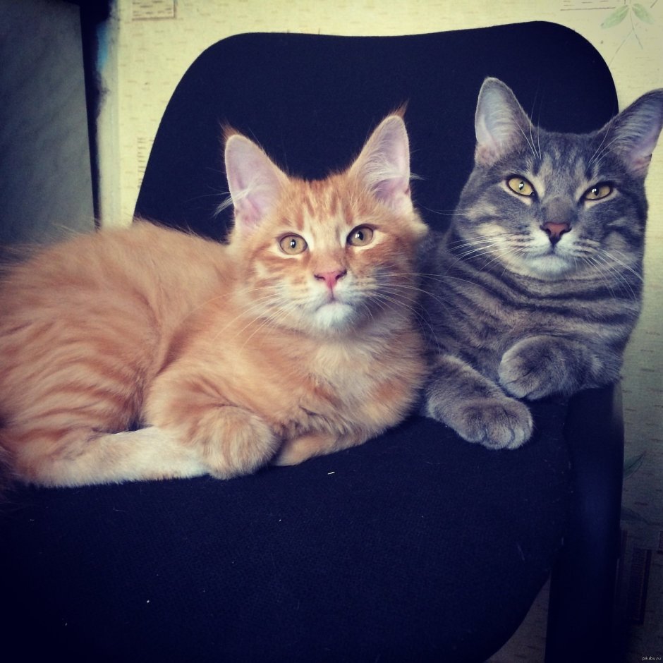 Кот метис Мейн куна