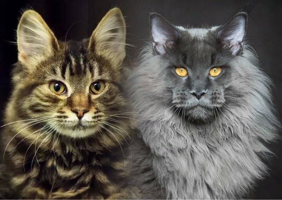 Котята Мейн кун метисы