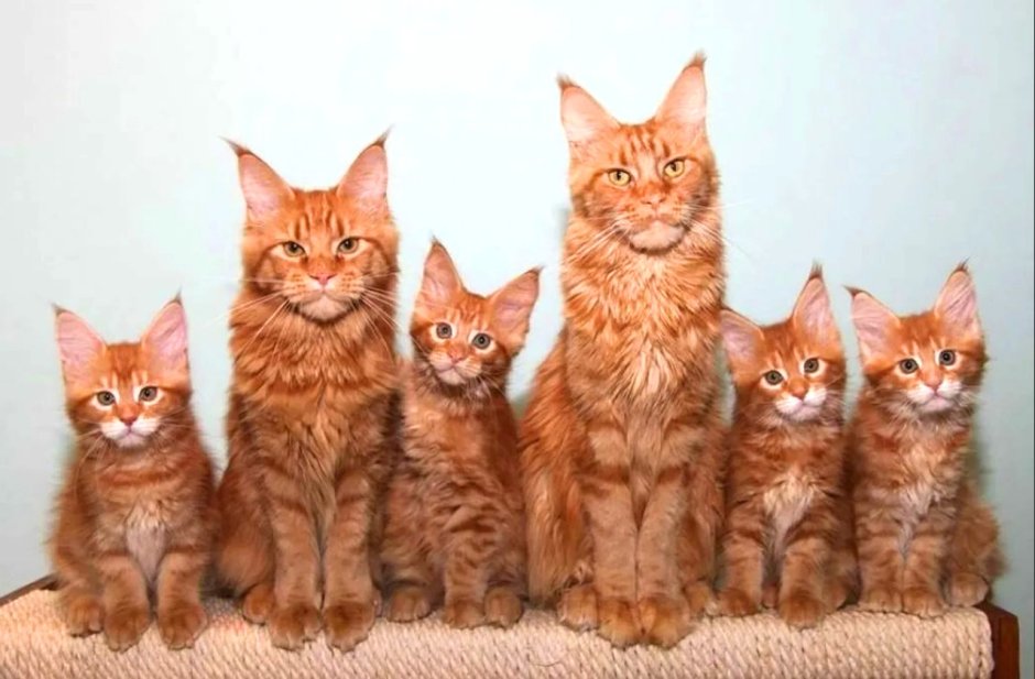 Рыжие Мейн куны котята