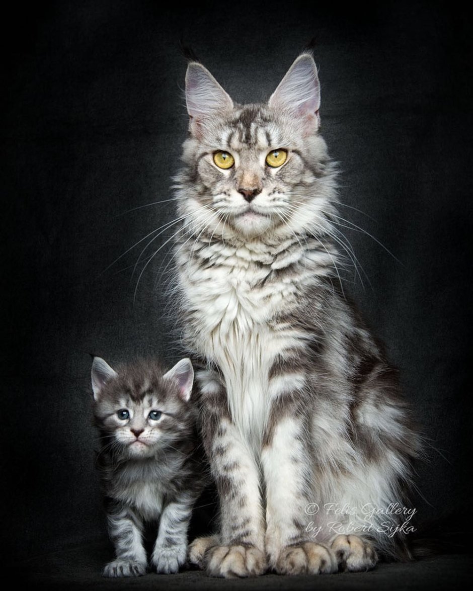 Кошка Мейн кун с котятами