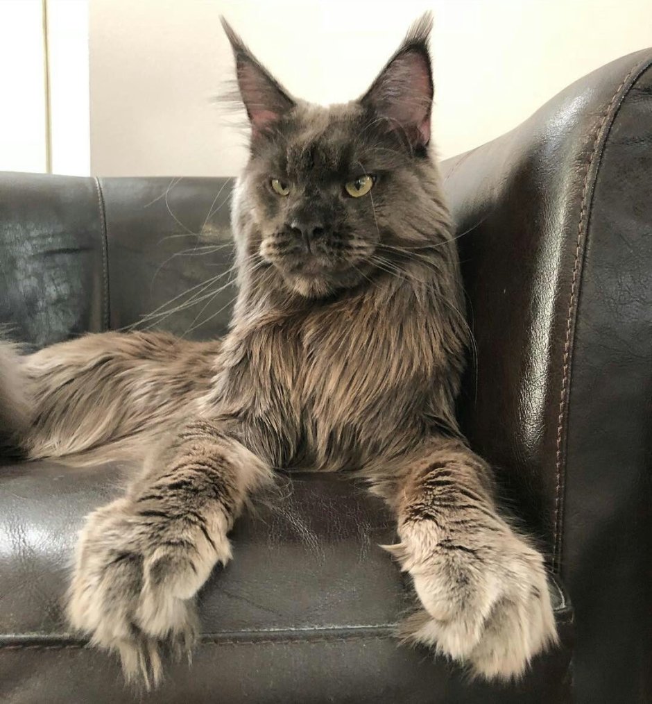 Коты Мейн кун