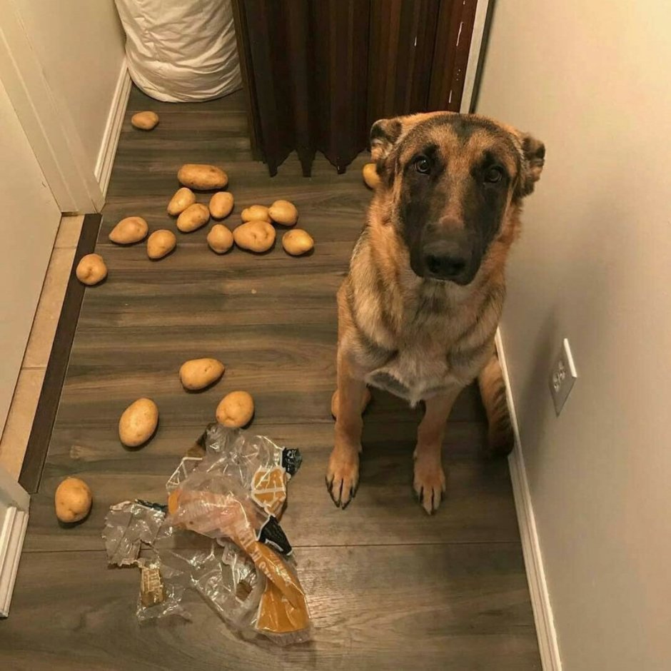 Нашкодивший пес