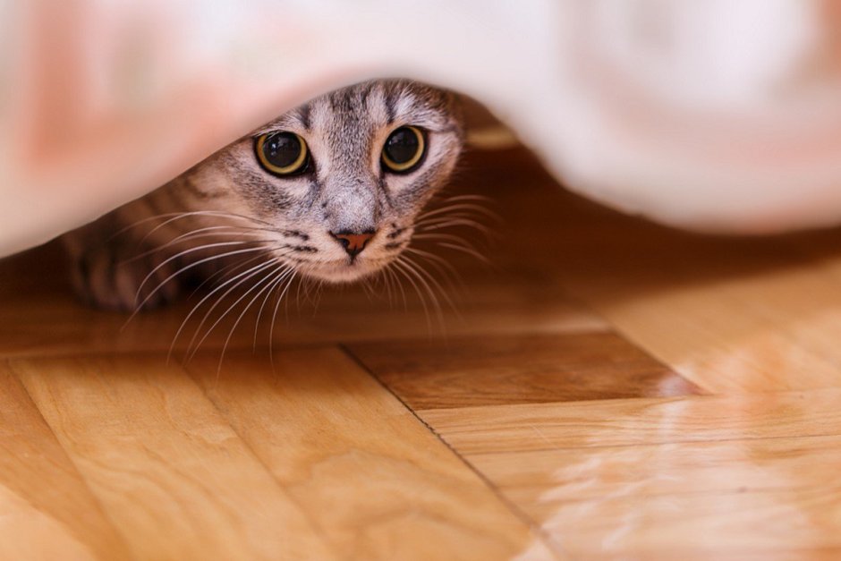 Взгляд нашкодившего котенка