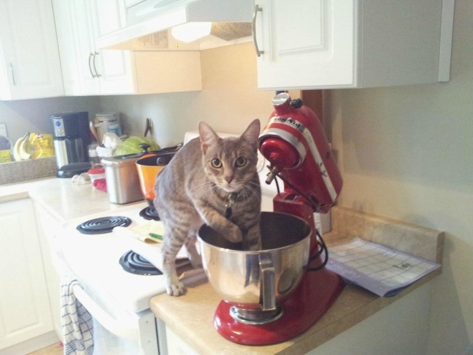 Кошка на кухне
