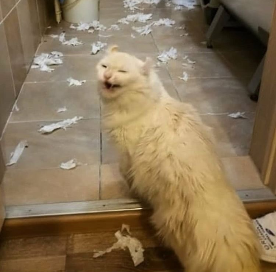 Кот проказник