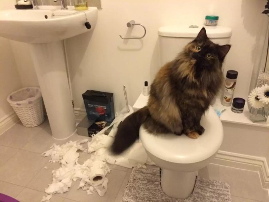 Котенок в квартире