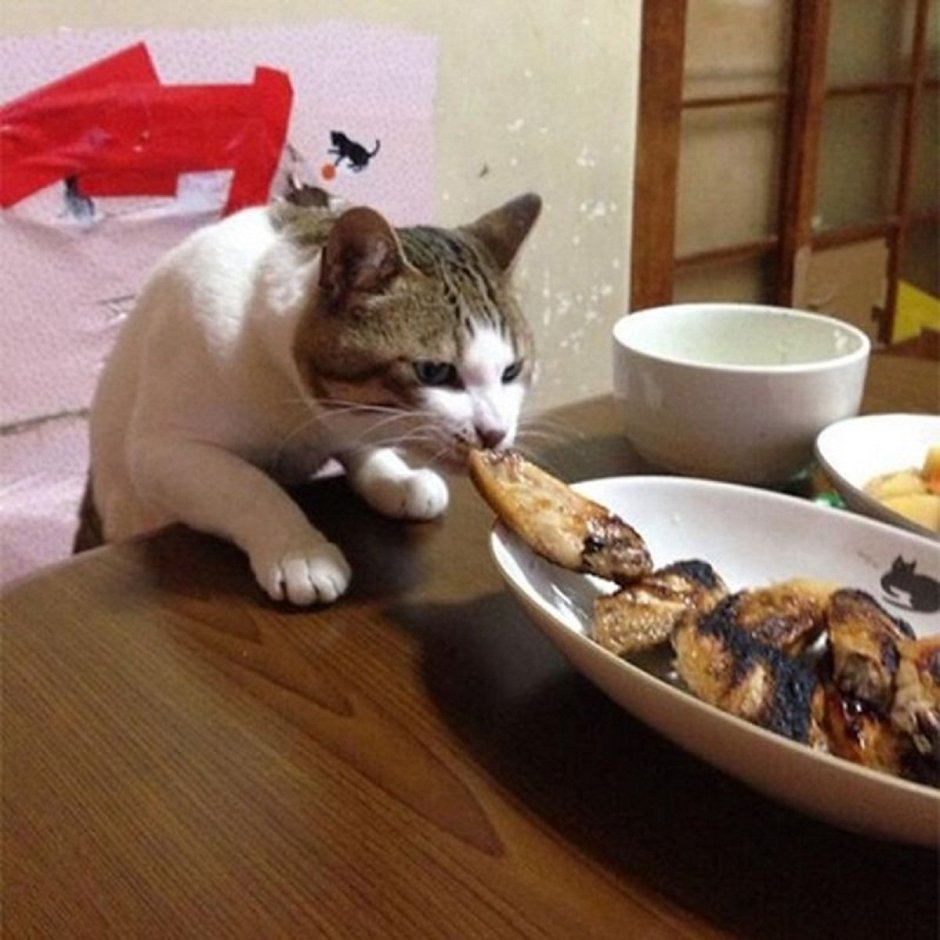 Кот ворует еду со стола