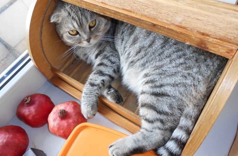 Котик на кухне
