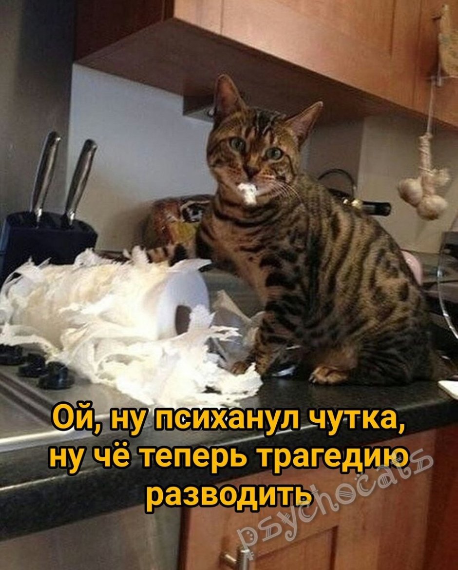 Кот проказничает