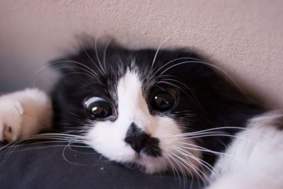 Фото нашкодившего кота