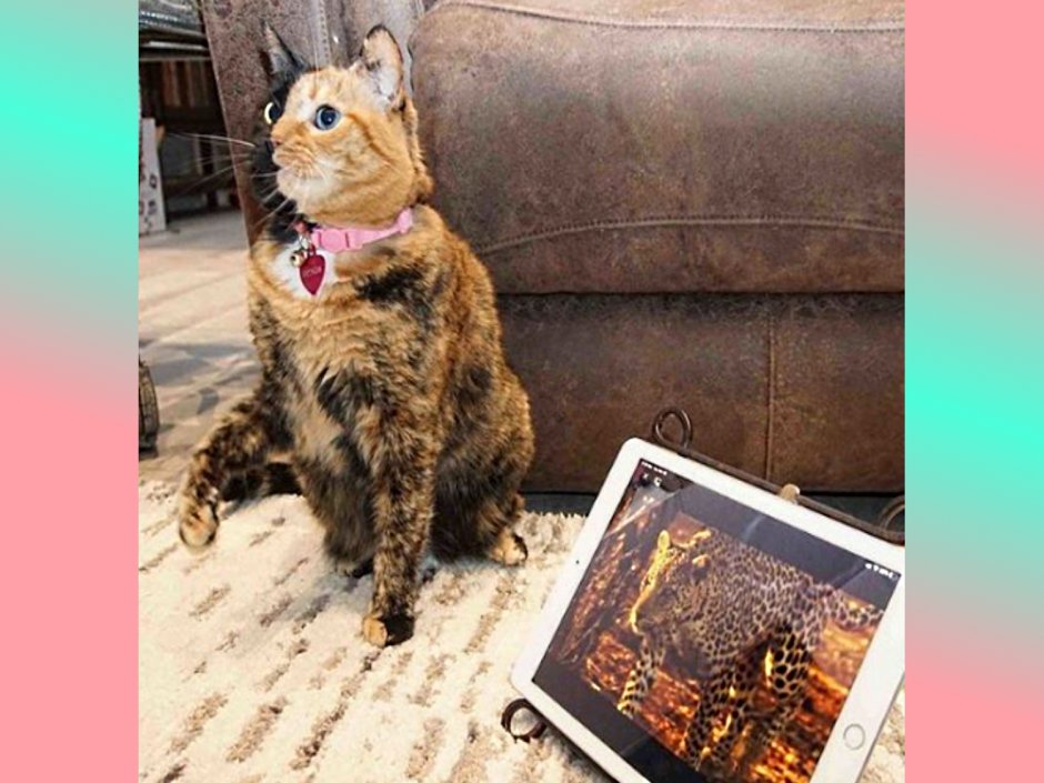 Лапатундель кошка Инстаграм