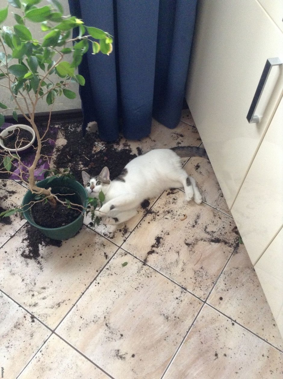 Нашкодивший котенок
