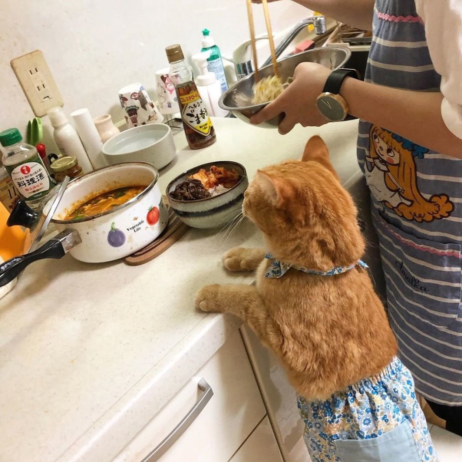 Смешные котики на кухне