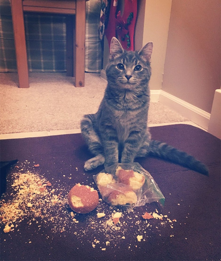 Шкодливый кот