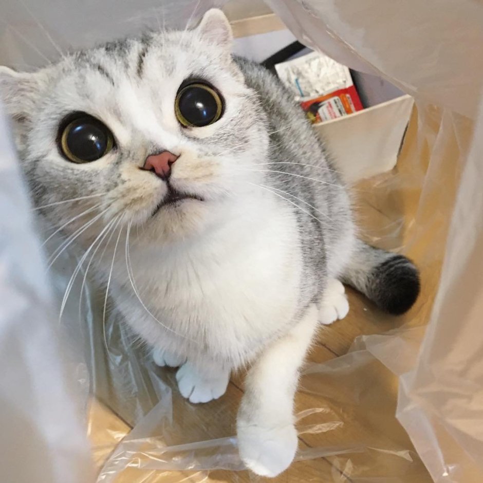 Известный кот в интернете