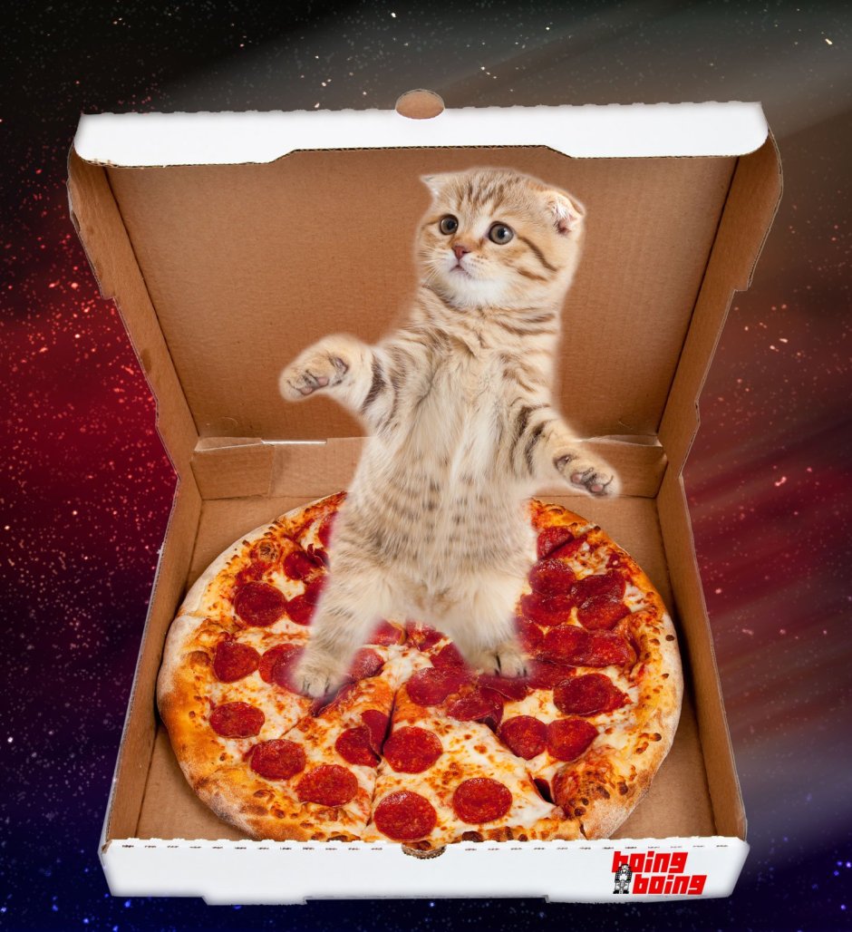Кот с пиццей