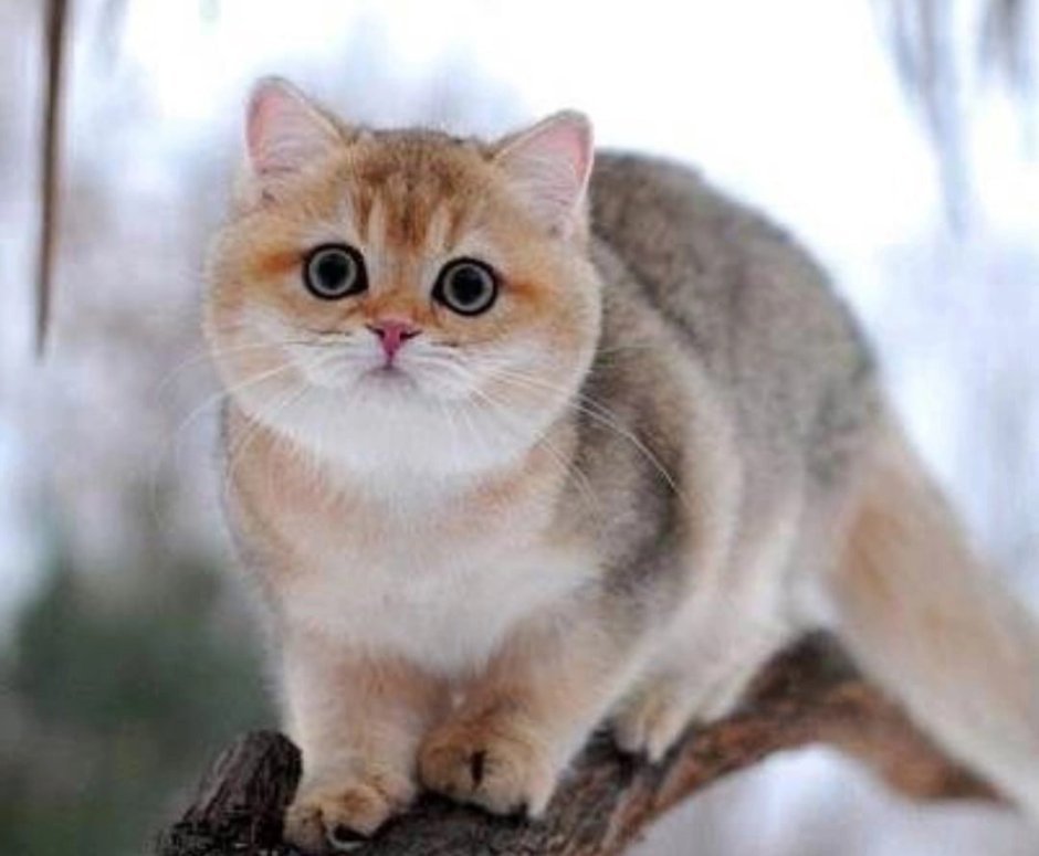 Британский кот шиншилла