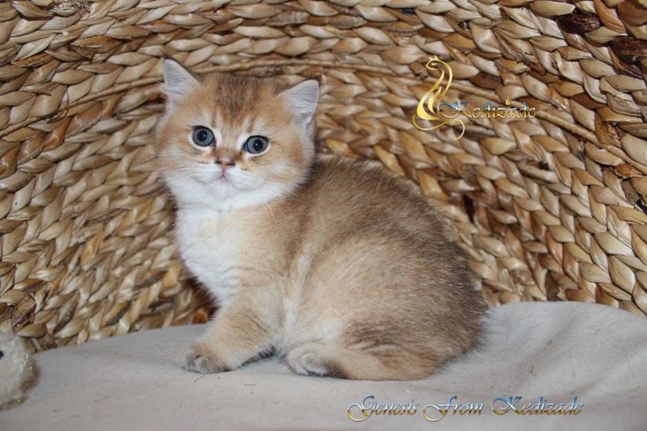 Кошка британец Золотая шиншилла