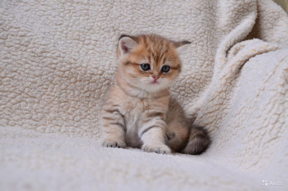 Котята Золотая шиншилла мальчики