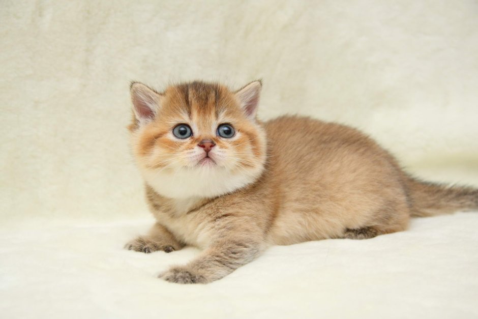 Шотландская короткошёрстная кошка Золотая шиншилла