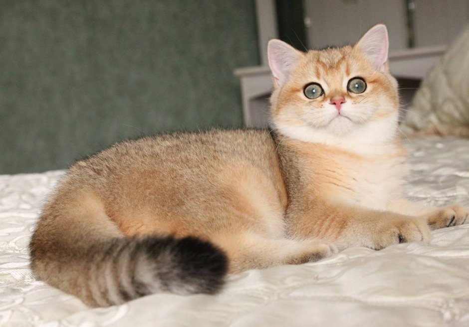 Шотландская короткошерстная Золотая шиншилла