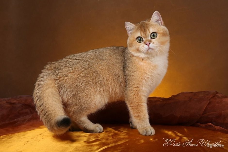 Британская тикированная шиншилла