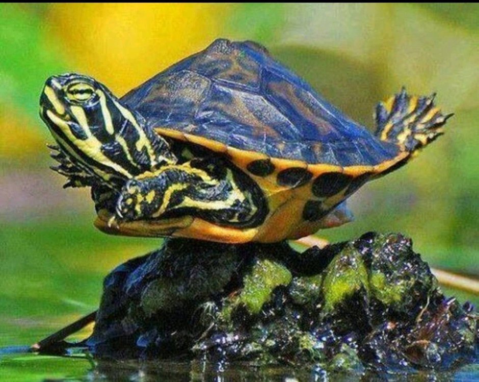 Дикие красноухие черепахи