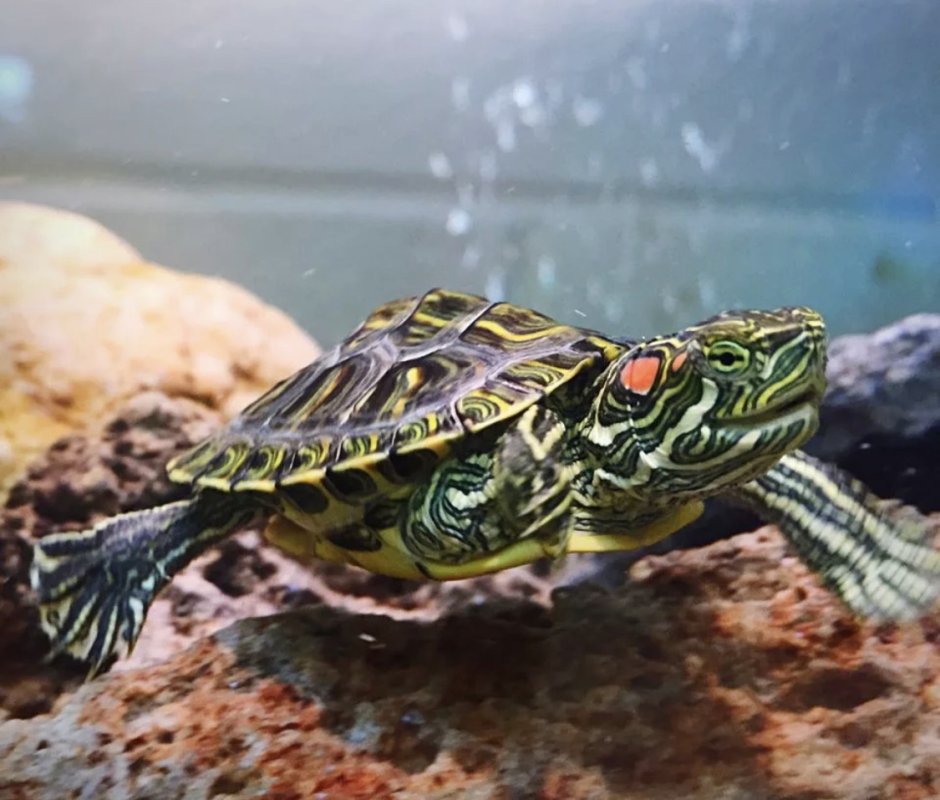 Red eared Turtle