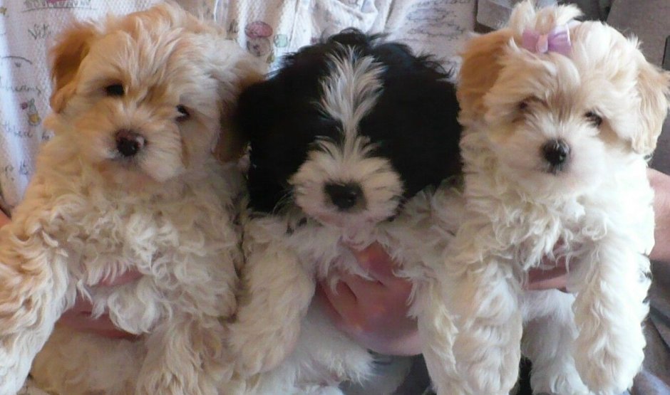 Havapoo Puppies for sale Florida