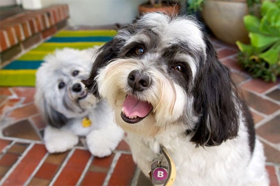 Happy Havanese Dog
