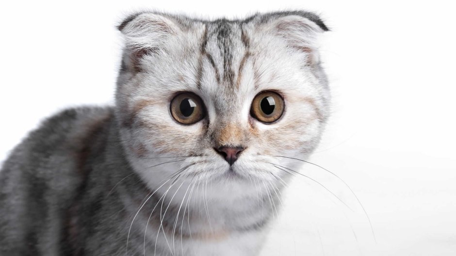 Шотландский вислоухий кот