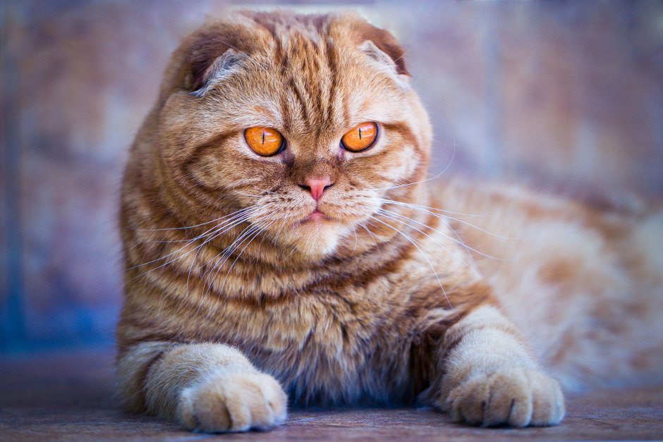 Шотландский скоттиш фолд рыжий