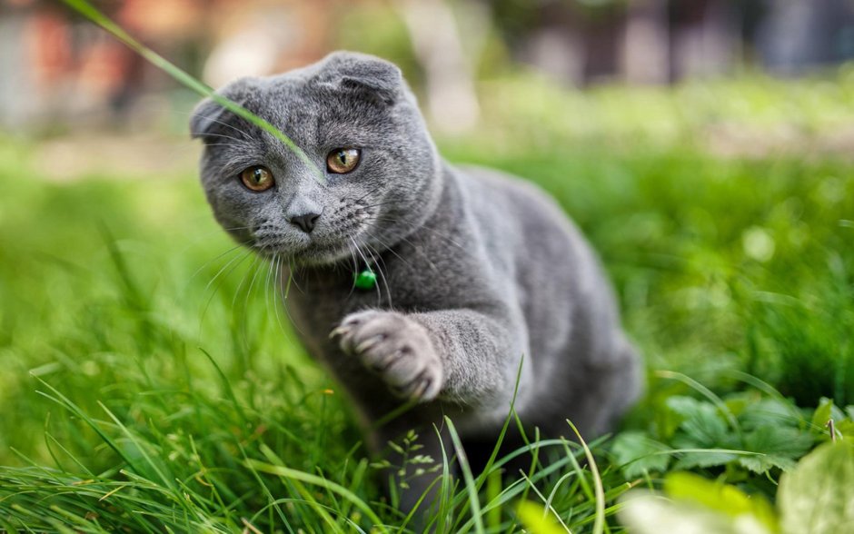 Шотландская вислоухая кошка серая