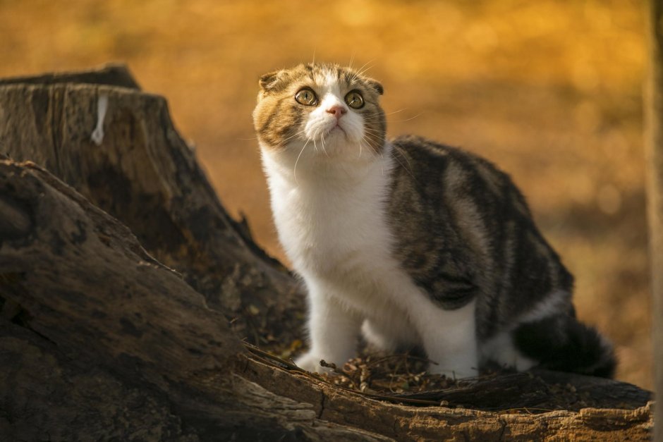 Шотландская вислоухая кошка