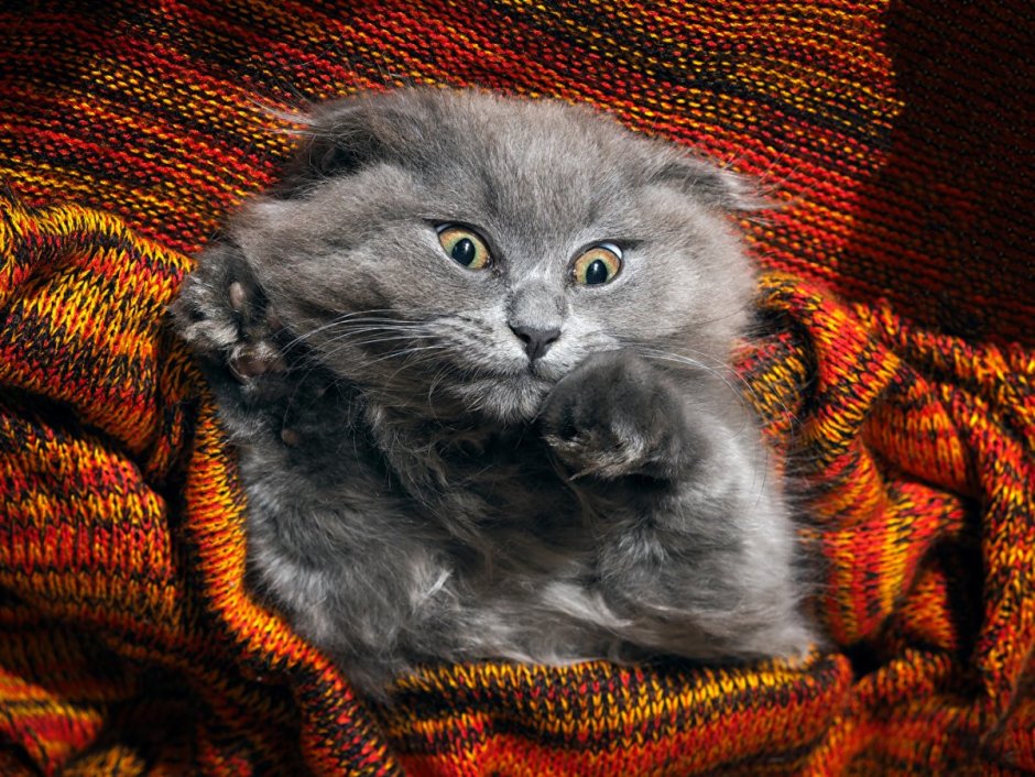 Злой шотландский кот вислоухий
