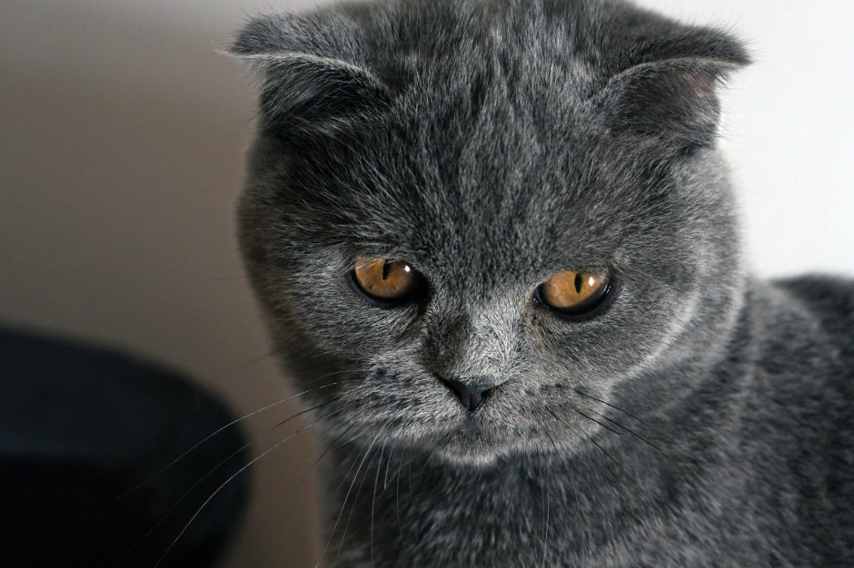 Шотландская вислоухая кошка грустная