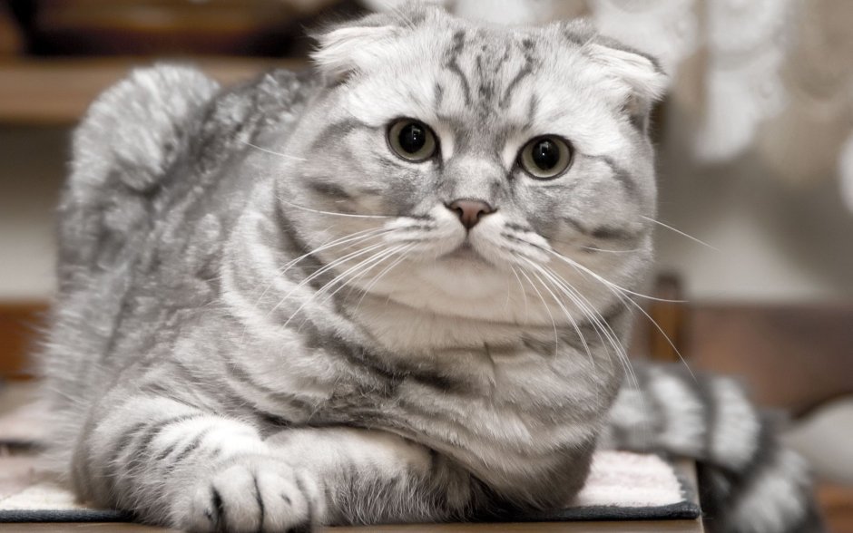 Вислоухие коты шотландцы