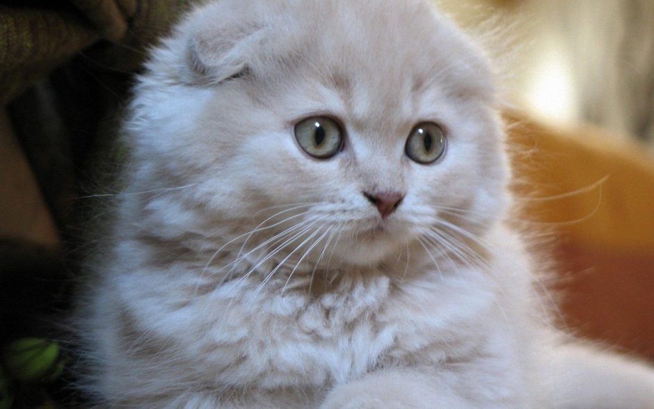 Сибирская вислоухая кошка