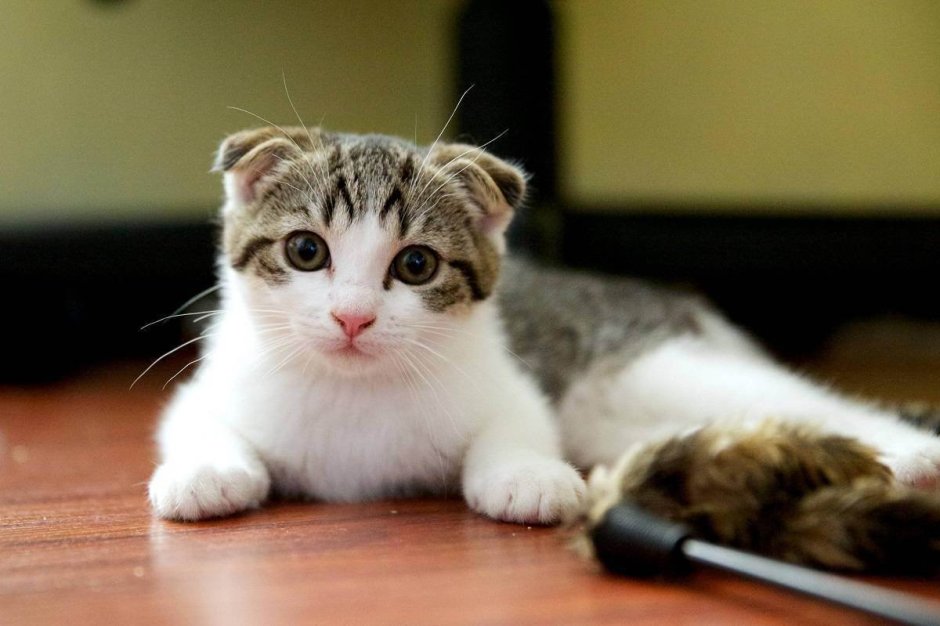 Скоттиш фолд Манчкин