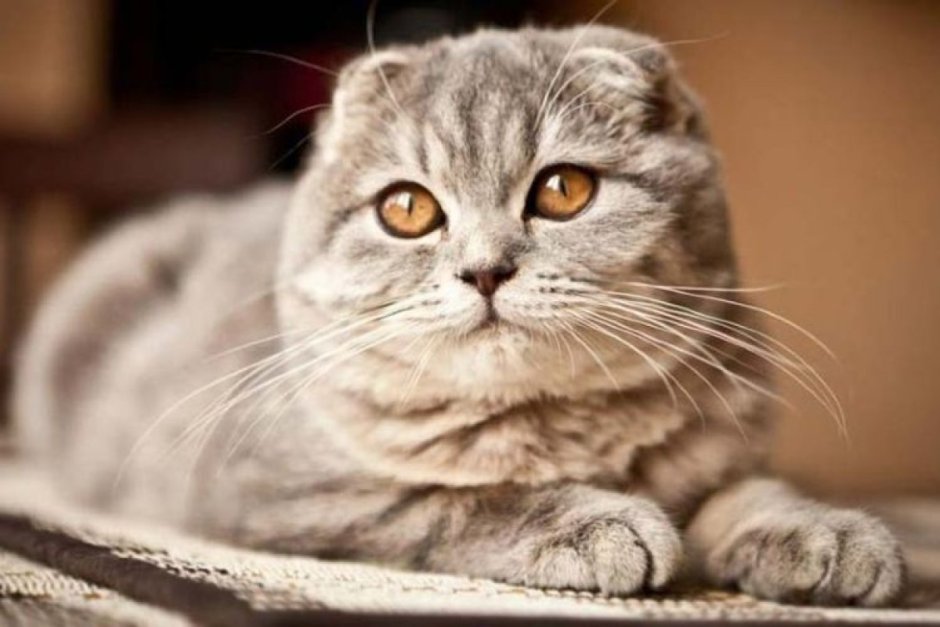 Шотландская скоттиш фолд дымчатый