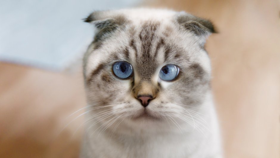 Шотландская вислоухая кошка