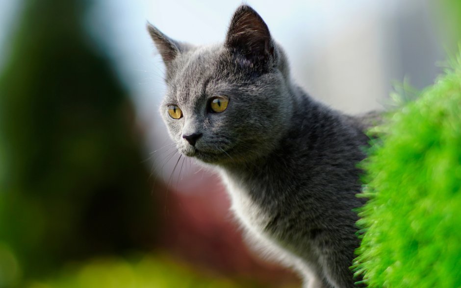 Русская голубая кошка валпейпер