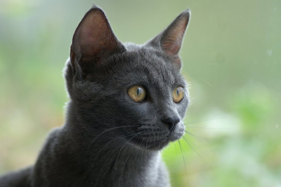 Серая гладкошерстная кошка