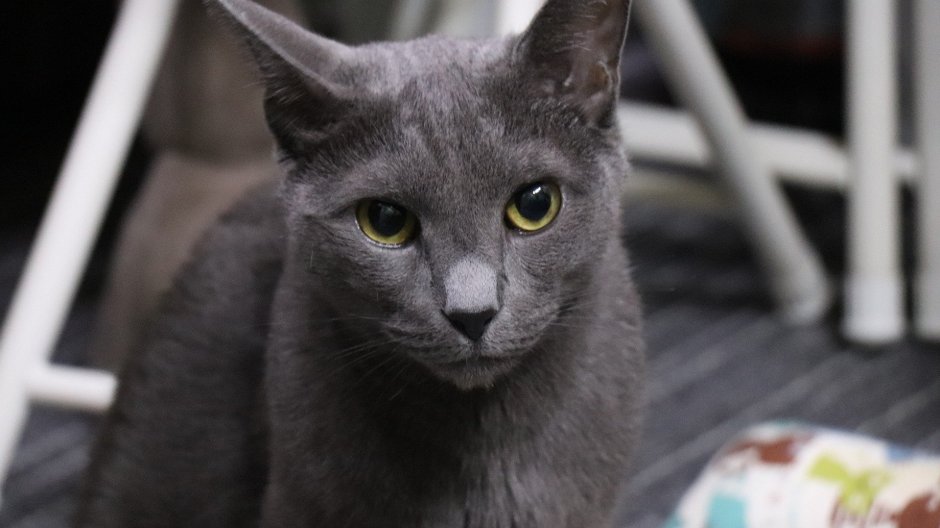 Пепельная кошка