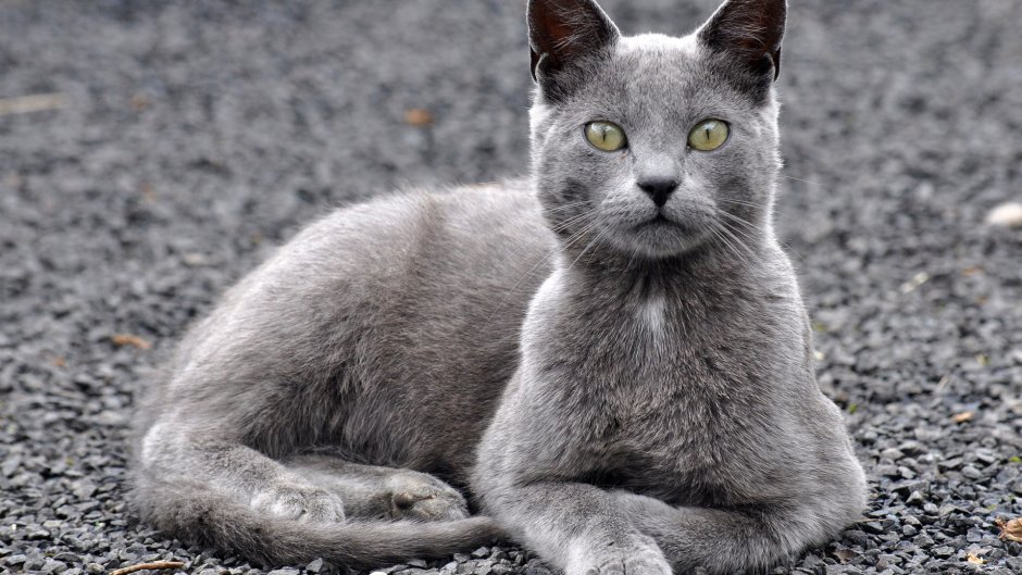 Анатолийская кошка серая